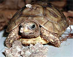 Гладкая киникса, черепаха семейства сухопутных черепах
